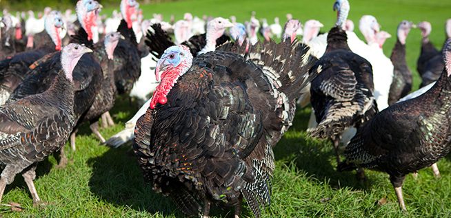 Ashford-Farm-Christmas-Free-Range-Turkeys-slider-06