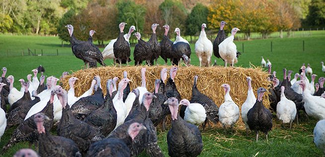 Ashford-Farm-Christmas-Free-Range-Turkeys-slider-08