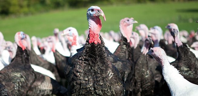 Ashford-Farm-Christmas-Free-Range-Turkeys-slider-09