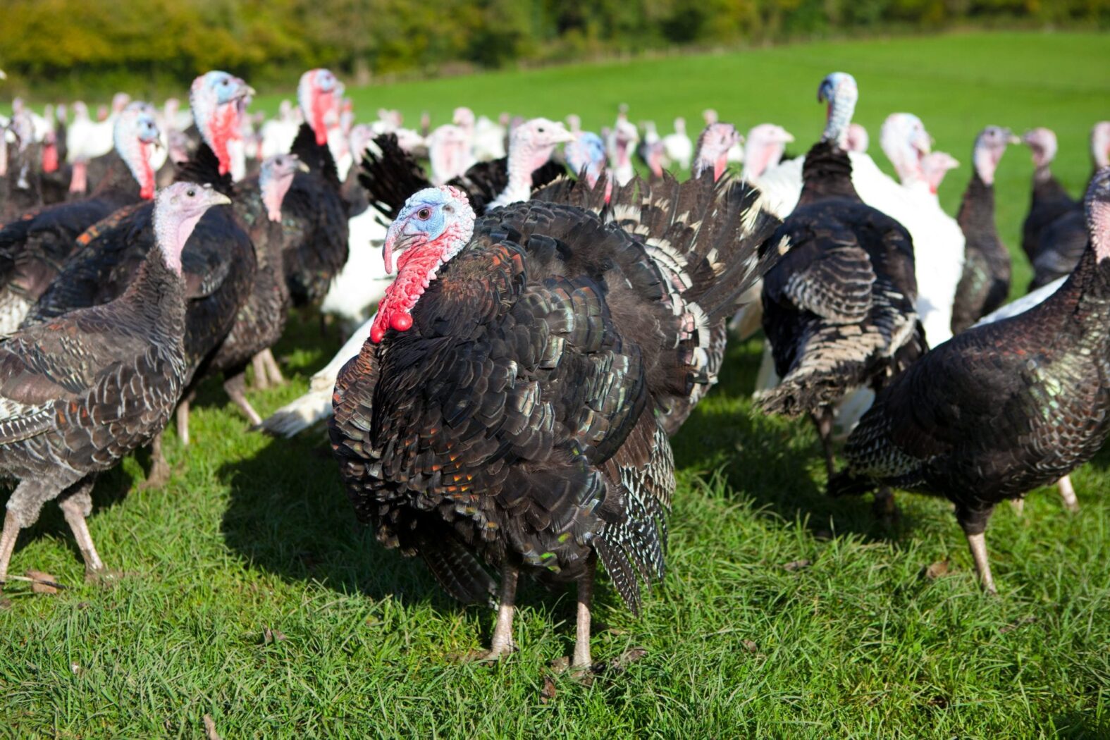 turkey farm tour